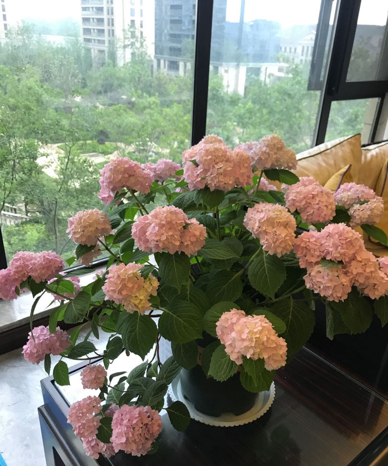 此花是世界名花，硕大美丽，一年三季开花，养护容易