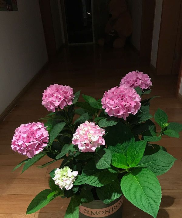 此花是世界名花，硕大美丽，一年三季开花，养护容易