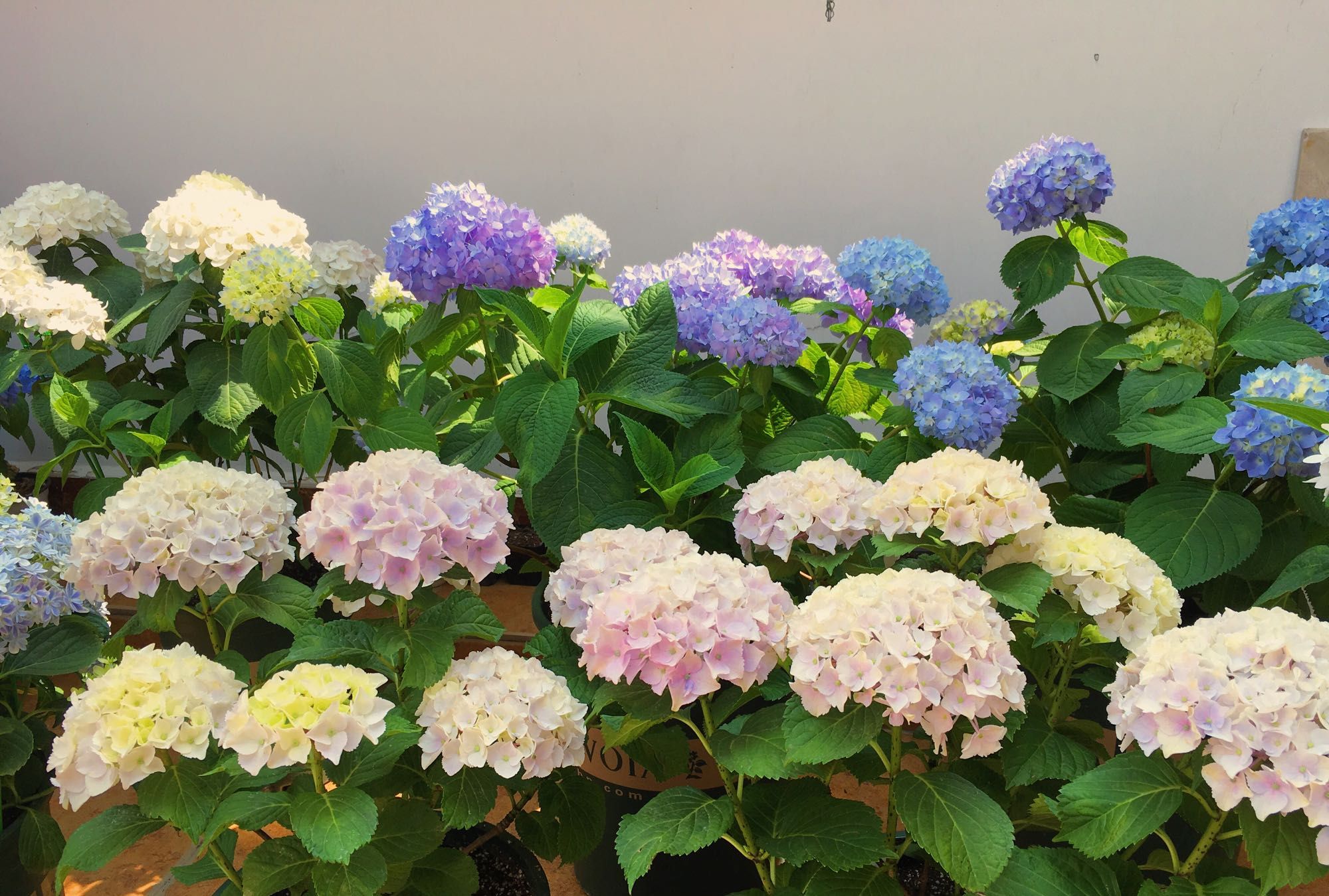 此花是世界名花，硕大美丽，一年三季开花，养护容易