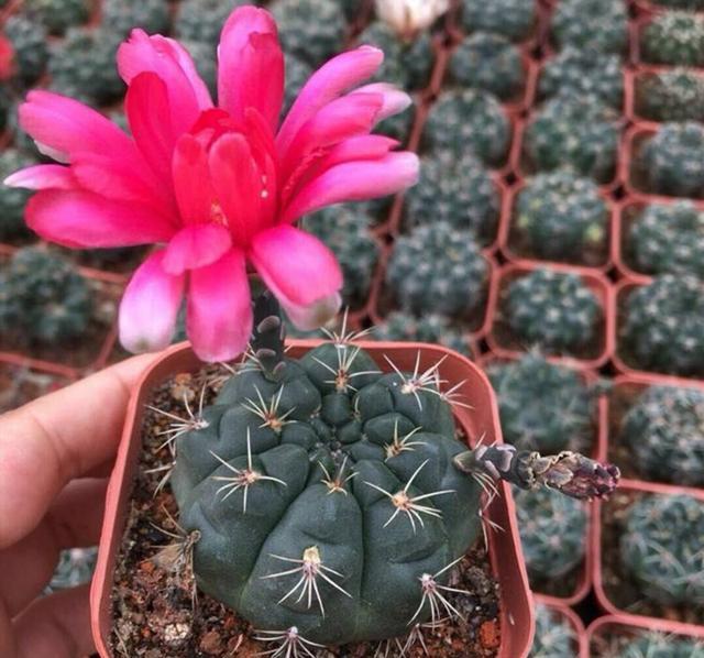 盆景仙人掌科多肉绯花玉栽培与养护技术