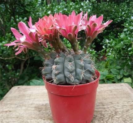 盆景仙人掌科多肉绯花玉栽培与养护技术