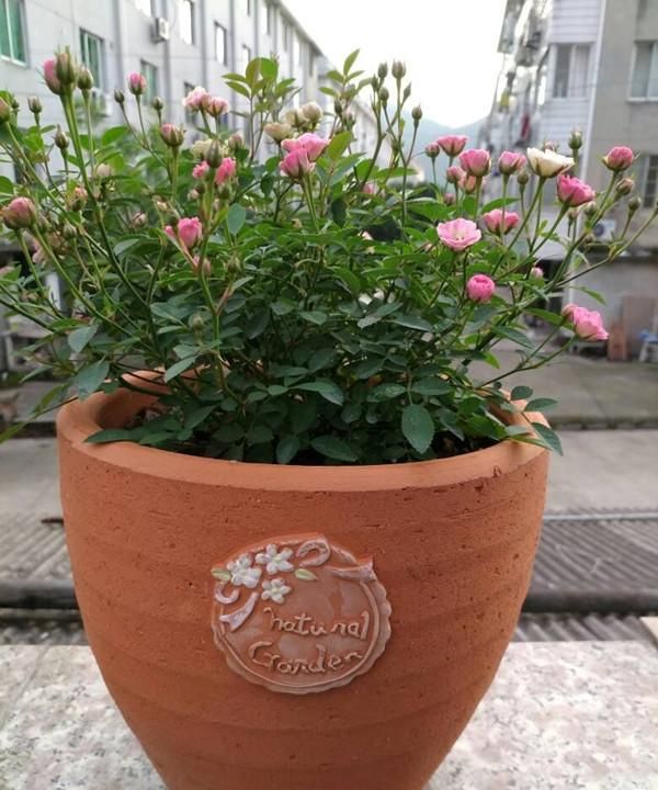 世上最小月季花,只有30公分,全年都开花,养护容易