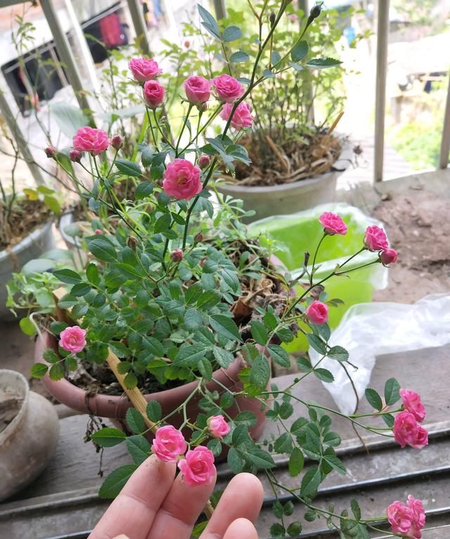 世上最小月季花,只有30公分,全年都开花,养护容易