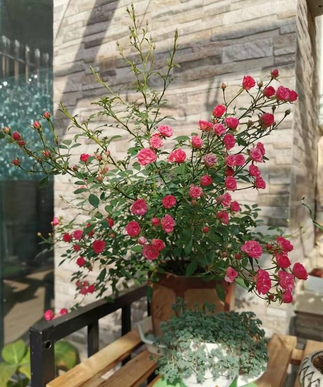 世上最小月季花,只有30公分,全年都开花,养护容易