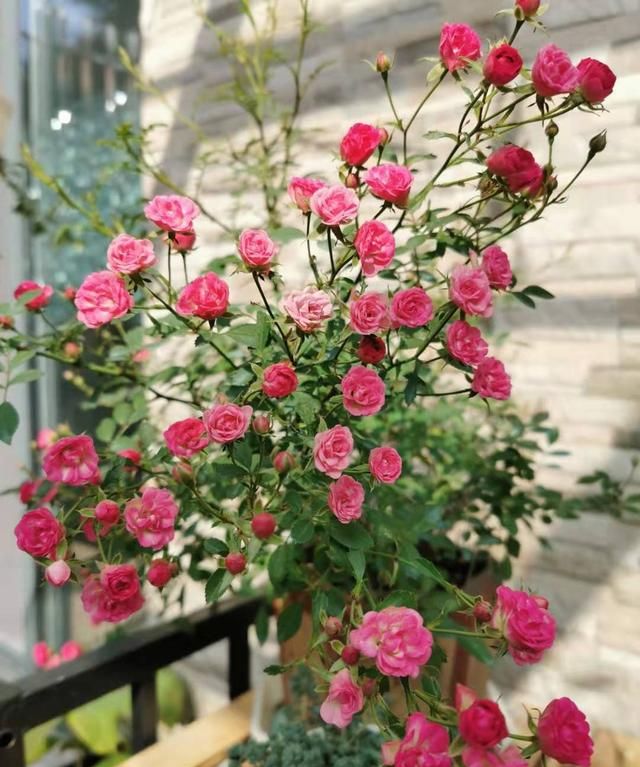 世上最小月季花,只有30公分,全年都开花,养护容易