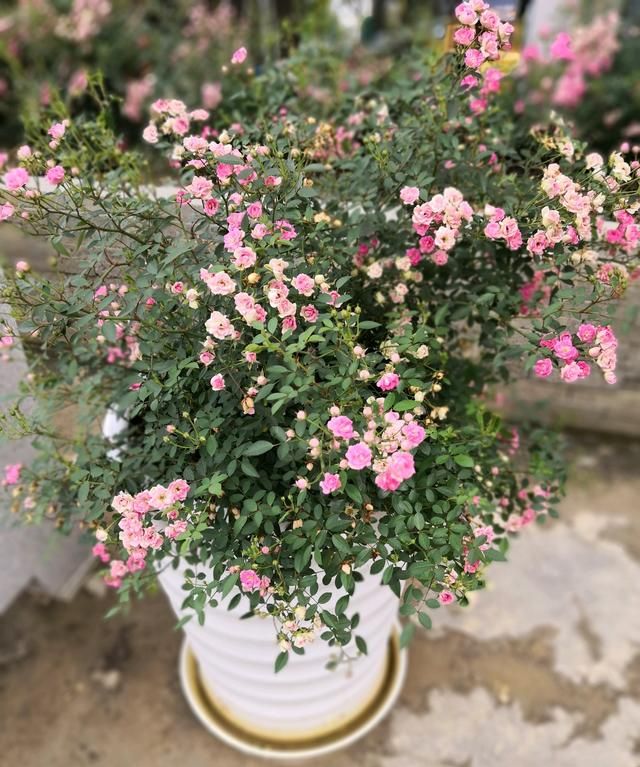 世上最小月季花,只有30公分,全年都开花,养护容易