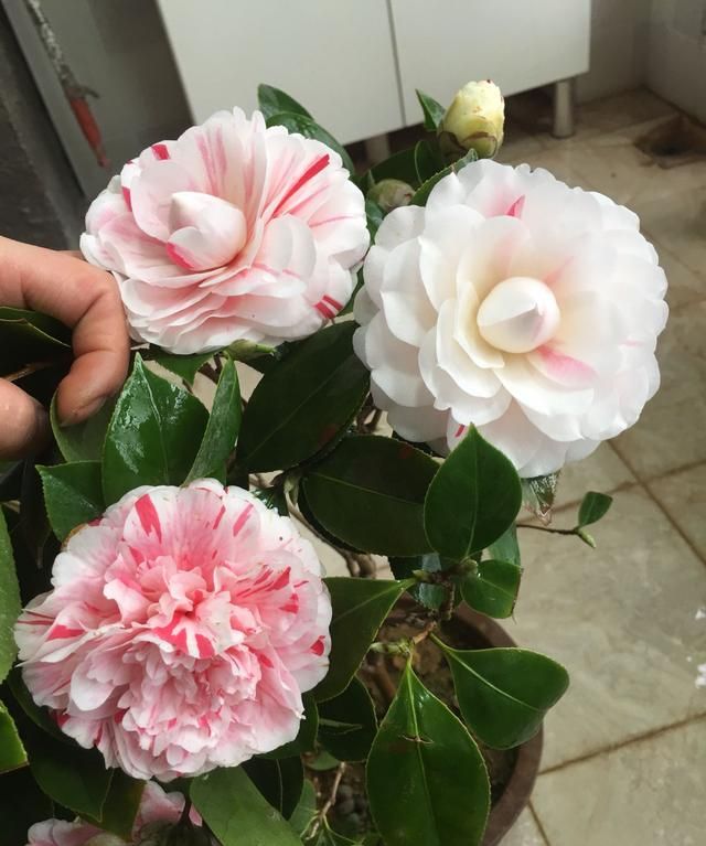 此花是世界名花，一树多色花，美不输牡丹，养护容易