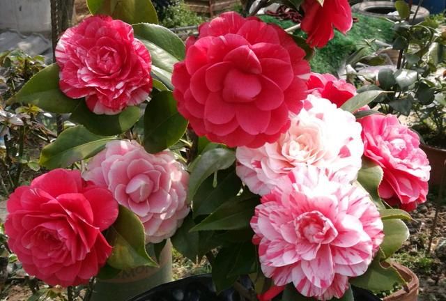 此花是世界名花，一树多色花，美不输牡丹，养护容易