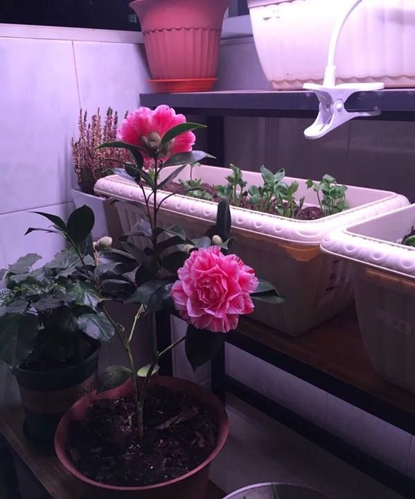 此花是世界名花，一树多色花，美不输牡丹，养护容易