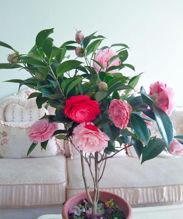 此花是世界名花，一树多色花，美不输牡丹，养护容易