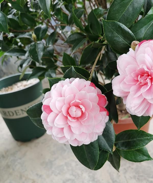 此花是世界名花，一树多色花，美不输牡丹，养护容易