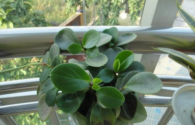 盆栽花卉绿植该如何养护？摆脱6种“心态”，养花种草无难事