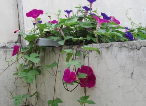 盆栽花卉绿植该如何养护？摆脱6种“心态”，养花种草无难事