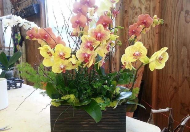 盆栽花卉绿植该如何养护？摆脱6种“心态”，养花种草无难事