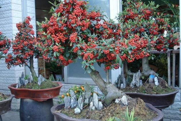 盆栽花卉绿植该如何养护？摆脱6种“心态”，养花种草无难事