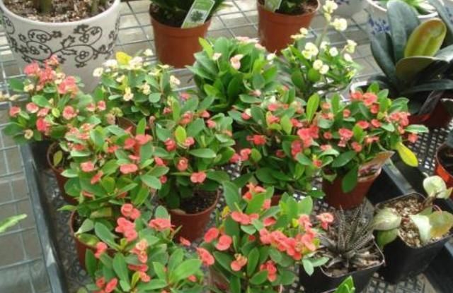 盆栽花卉绿植该如何养护？摆脱6种“心态”，养花种草无难事