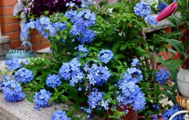 盆栽花卉绿植该如何养护？摆脱6种“心态”，养花种草无难事