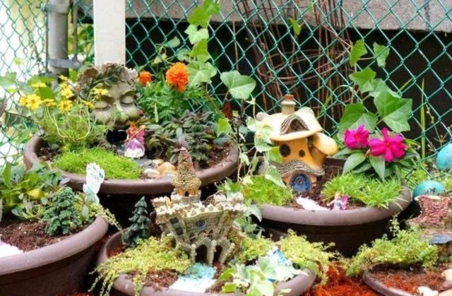 盆栽花卉绿植该如何养护？摆脱6种“心态”，养花种草无难事