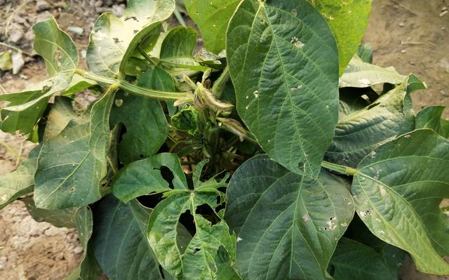 大豆出现空荚是什么原因造成的？如何防治？