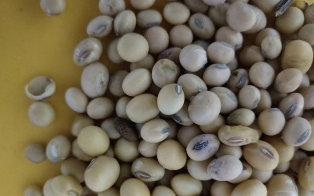 大豆出现空荚是什么原因造成的？如何防治？