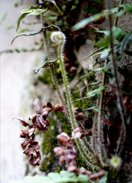槲蕨生长奇特，倩丽高雅，如何栽培养护？