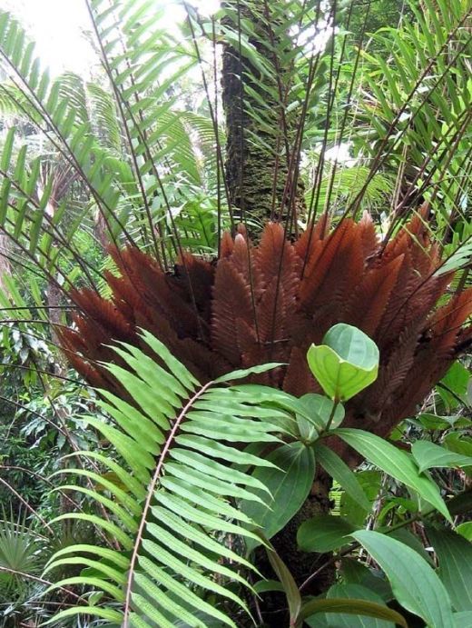 槲蕨生长奇特，倩丽高雅，如何栽培养护？