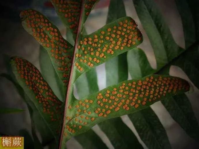 槲蕨生长奇特，倩丽高雅，如何栽培养护？