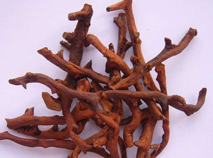 槲蕨生长奇特，倩丽高雅，如何栽培养护？