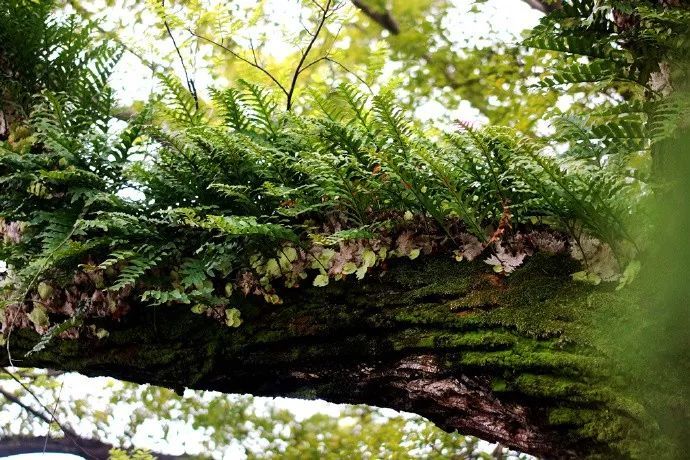 槲蕨生长奇特，倩丽高雅，如何栽培养护？