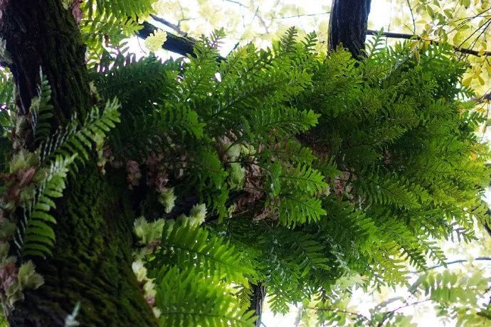 槲蕨生长奇特，倩丽高雅，如何栽培养护？