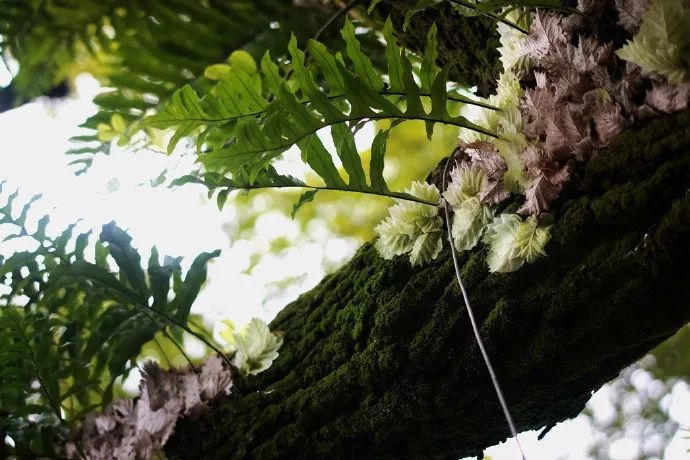 槲蕨生长奇特，倩丽高雅，如何栽培养护？