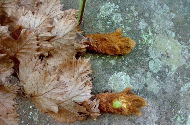 槲蕨生长奇特，倩丽高雅，如何栽培养护？