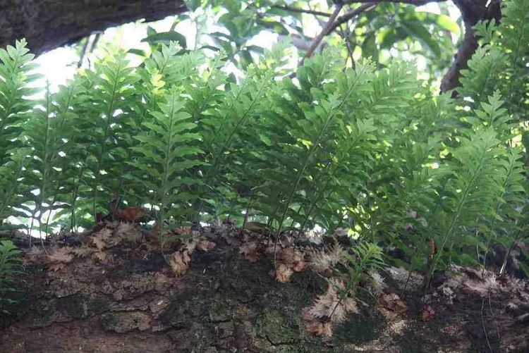 槲蕨生长奇特，倩丽高雅，如何栽培养护？