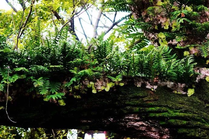 槲蕨生长奇特，倩丽高雅，如何栽培养护？