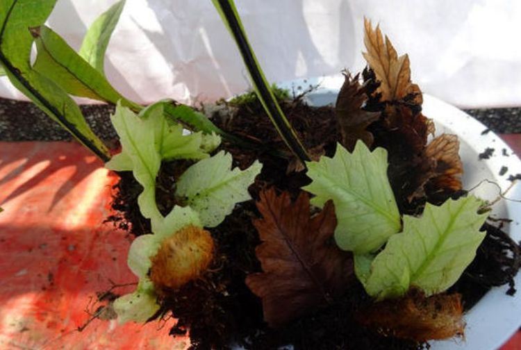 槲蕨生长奇特，倩丽高雅，如何栽培养护？