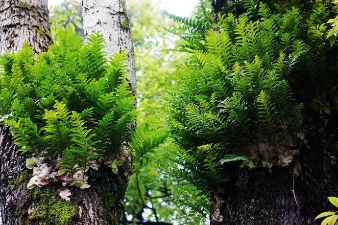 槲蕨生长奇特，倩丽高雅，如何栽培养护？