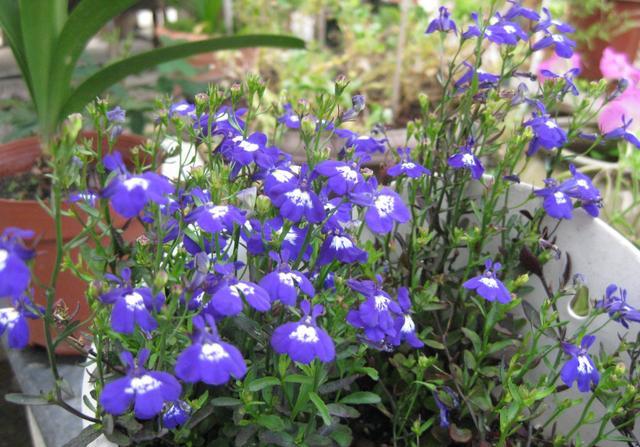 适合阳台养护的四种花,家里养出一个小花园,开花不停花期长