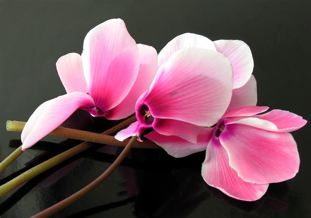 适合阳台养护的四种花,家里养出一个小花园,开花不停花期长