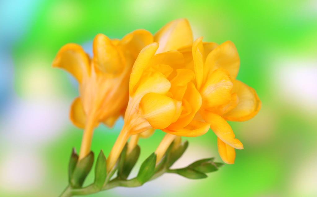 适合阳台养护的四种花,家里养出一个小花园,开花不停花期长