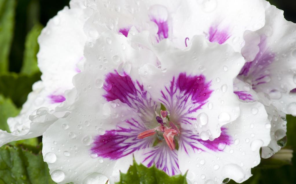 适合阳台养护的四种花,家里养出一个小花园,开花不停花期长