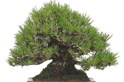 盆景春季换盆有学问