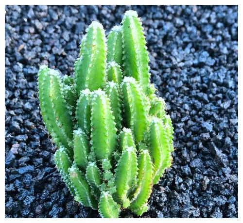 万重山怎么养护？