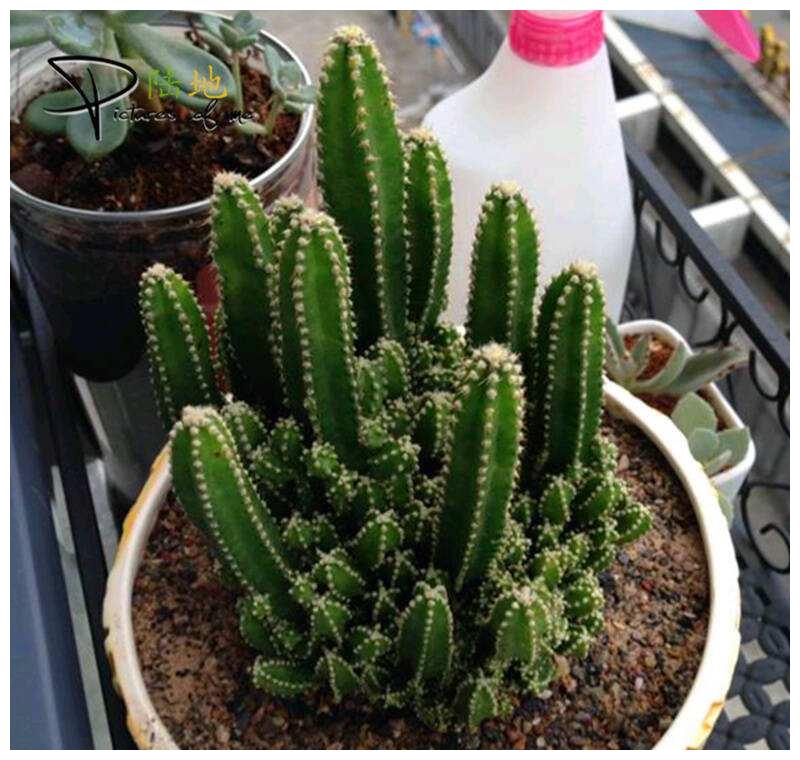 万重山怎么养护？