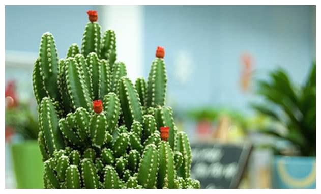 万重山怎么养护？