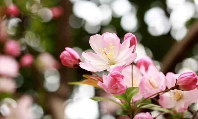 木本海棠喜欢什么土壤?又如何栽培养护?才能花开鲜艳美美的