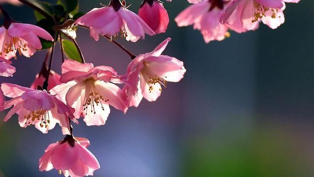 木本海棠喜欢什么土壤?又如何栽培养护?才能花开鲜艳美美的