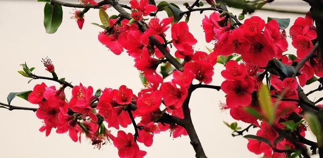 木本海棠喜欢什么土壤?又如何栽培养护?才能花开鲜艳美美的