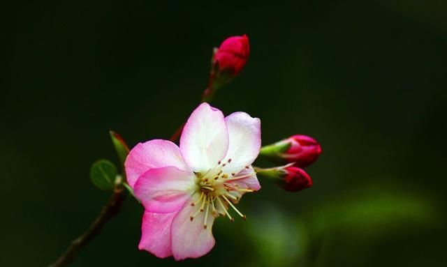 木本海棠喜欢什么土壤?又如何栽培养护?才能花开鲜艳美美的