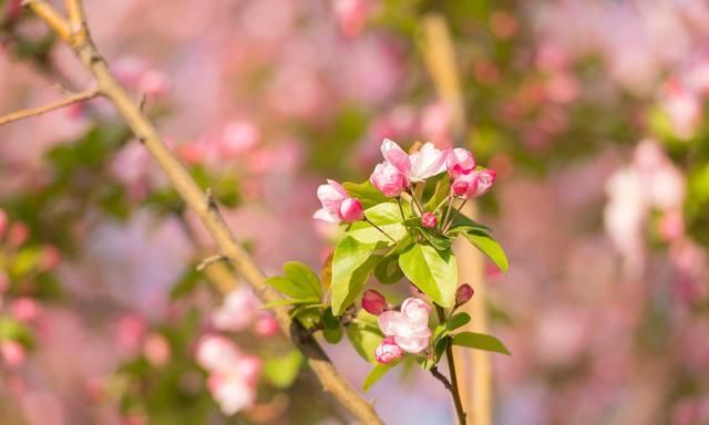 木本海棠喜欢什么土壤?又如何栽培养护?才能花开鲜艳美美的