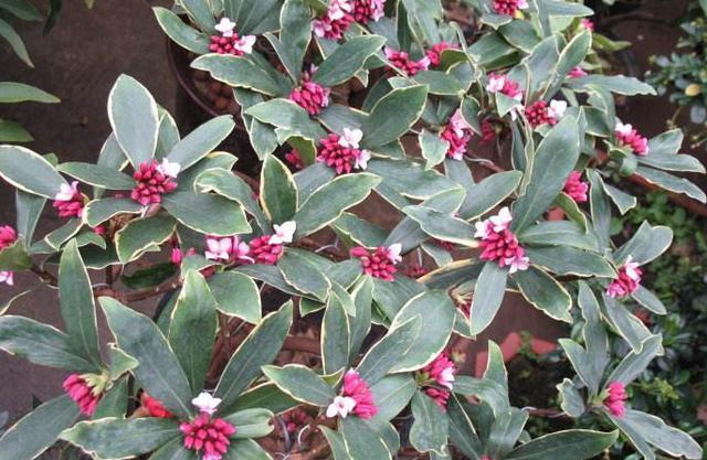 想要金边瑞香延长花期,养护方法要适当改变,试试做好这几点